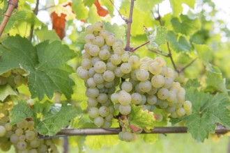 Large bunch of green grapes on the vine with fresh leaves, Riesling variety, Baden-Württemberg,
