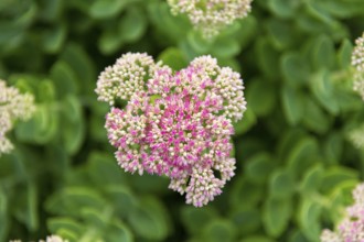Close-up of pink flowers with green leaves in the background, stonecrop (Sedum) variety,