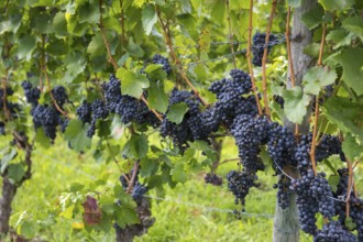 Rows of dark grapes hanging on vines in a sunny vineyard, Lemberger variety, Baden-Württemberg,