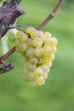 Close-up of green grapes on a vine with a green background, Riesling variety, Baden-Württemberg,