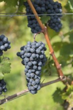 Dark grapes on the vine with green background and sunlight, Baden-Württemberg, Germany