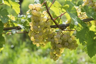 Several bunches of green grapes on a vine in the sun, Riesling variety, Baden-Württemberg, Germany