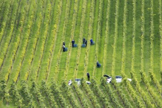 Workers harvesting in orderly rows of vines on a green slope, Baden-Württemberg, Germany