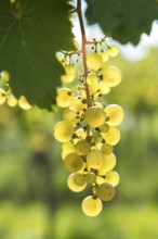 Close-up of green grapes on the vine in sunlight, Riesling variety, Baden-Württemberg, Germany