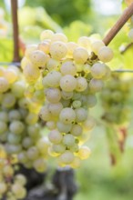Green grapes on the vine in detail with blurred background, Riesling variety, Baden-Württemberg,