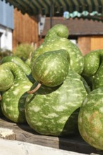 Green Kalebasse 'Speckled Swan' gooseneck gourd
