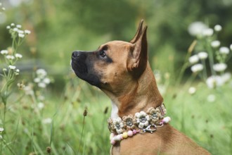 Brown mixed breed dog wearing flower paracord collar on meadow