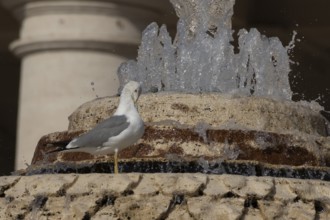 Yellow-legged gull (Larus michahellis) adult bird in a water fountain in the city, Rome, Italy