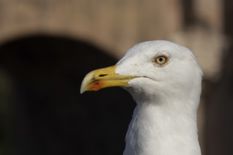 Yellow-legged gull (Larus michahellis) adult bird head portrait, Rome, Italy