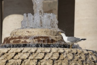 Yellow-legged gull (Larus michahellis) adult bird drinking in a water fountain in the city, Rome,