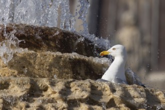 Yellow-legged gull (Larus michahellis) adult bird bathing in a water fountain in the city, Rome,