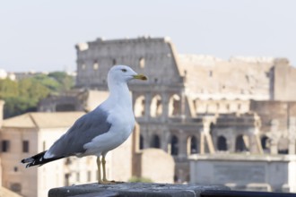 Yellow-legged gull (Larus michahellis) adult bird on an ancient city building with The Colosseum in