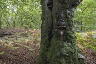 Old copper beech (Fagus sylvatica) and bracken fern (Pteridium aquifolium) infested with tinder