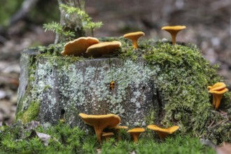 False Chanterelles (Hygrophoropsis aurantiaca), Emsland, Lower Saxony, Germany