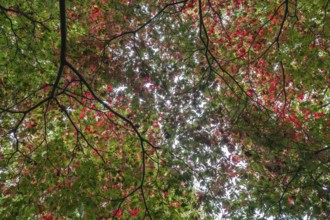 Aconite-leaved maple (Acer japonicum Aconitifolium), Emsland, Lower Saxony, Germany