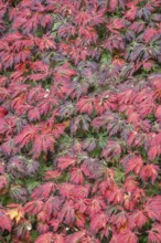 Aconite-leaved maple (Acer japonicum Aconitifolium), Emsland, Lower Saxony, Germany