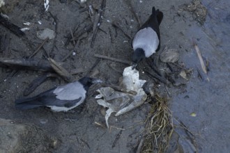 Hooded crow (Corvus cornix) two adult birds feeding on litter by a river, Rome, Italy