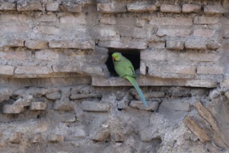 Ring-necked or Rose-ringed parakeet (Psittacula krameri) adult bird sitting in a hole in an ancient