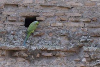 Ring-necked or Rose-ringed parakeet (Psittacula krameri) adult bird sitting by a hole in an ancient