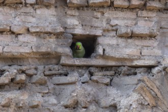 Ring-necked or Rose-ringed parakeet (Psittacula krameri) adult bird looking out of a hole in an