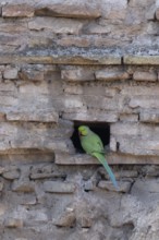 Ring-necked or Rose-ringed parakeet (Psittacula krameri) adult bird sitting in a hole in an ancient
