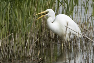 Great white egret (Ardea alba) adult bird feeding on a fish on the edge of a reedbed, England,