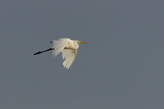 Great white egret (Ardea alba) adult bird flying, England, United Kingdom