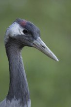Eurasian or Common crane (Grus grus) adult bird head portrait, England, United Kingdom