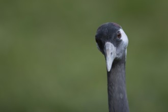 Eurasian or Common crane (Grus grus) adult bird head portrait, England, United Kingdom