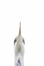 Grey heron (Ardea cinerea) adult bird head portrait, England, United Kingdom