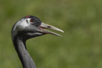 Eurasian or Common crane (Grus grus) adult bird with its beak open calling, England, United Kingdom