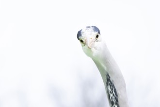 Grey heron (Ardea cinerea) adult bird head portrait, England, United Kingdom