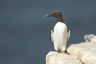 Guillemot (Uria aalge) adult sea bird on a cliff ledge, England, United Kingdom