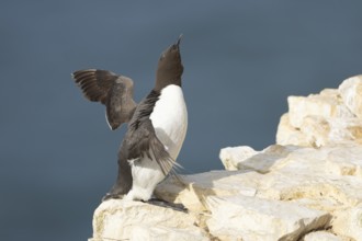 Guillemot (Uria aalge) adult sea bird stretching its wings on a cliff ledge, England, United