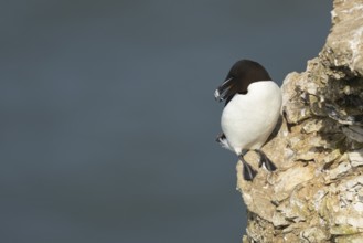 Razorbill (Alca torda) adult sea bird with its beak open calling on a cliff ledge, England, United