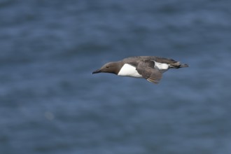 Guillemot (Uria aalge) adult sea bird flying, England, United Kingdom