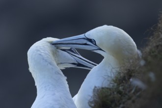 Northern gannet (Morus bassanus) two adult sea birds during their courtship love display on a cliff