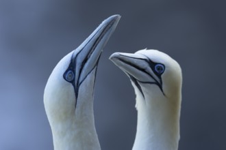 Northern gannet (Morus bassanus) two adult sea birds during their courtship display on a cliff