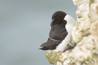 Razorbill (Alca torda) adult sea bird resting on a cliff ledge, England, United Kingdom