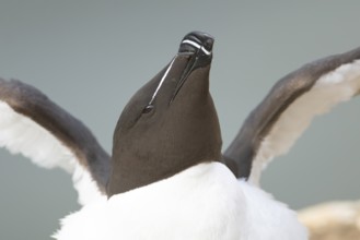 Razorbill (Alca torda) adult sea bird stretching its wings on a cliff ledge, England, United