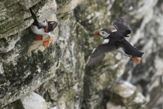 Atlantic puffin (Fratercula arctica) adult sea bird flying toward a cliff ledge, England, United