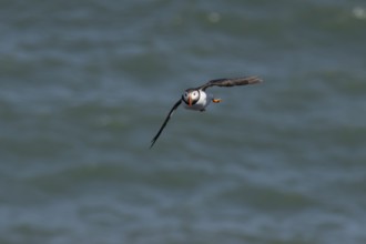 Atlantic puffin (Fratercula arctica) adult sea bird flying, England, United Kingdom