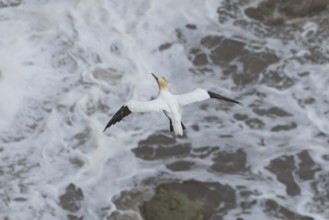 Northern gannet (Morus bassanus) adult sea bird flying, England, United Kingdom
