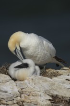 Northern gannet (Morus bassanus) adult parent bird and juvenile baby bird on a cliff ledge in