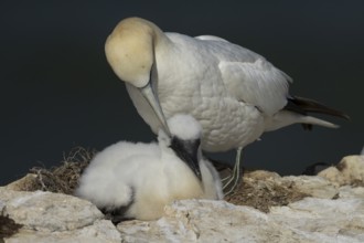 Northern gannet (Morus bassanus) adult and juvenile baby sea birds on a cliff ledge in summer,