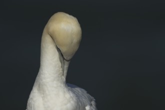 Northern gannet (Morus bassanus) adult sea bird preening on a cliff ledge, England, United Kingdom