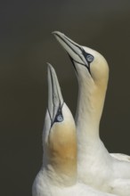 Northern gannet (Morus bassanus) two adult sea birds during their courtship love display on a cliff