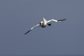 Northern gannet (Morus bassanus) adult sea bird flying with nesting material in its beak, England,