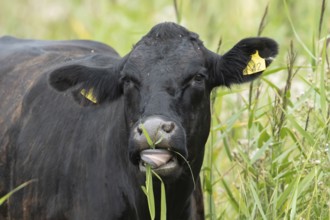 Cattle or Cow (Bos taurus) adult farm animal feeding on a reed plant, England, United Kingdom