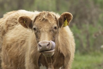 Cattle or Cow (Bos taurus) adult farm animal sticking its tongue out, England, United Kingdom